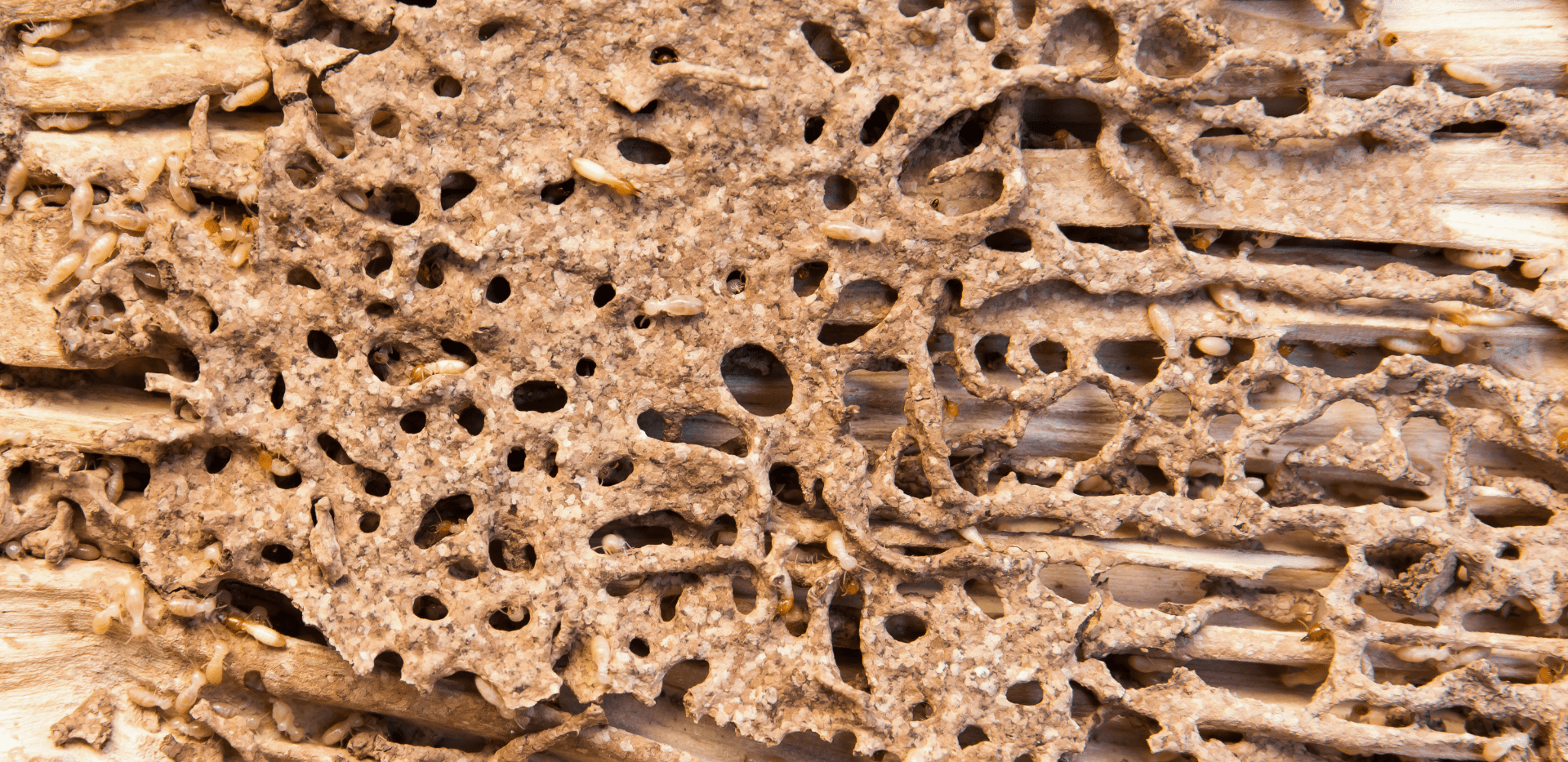 carcoma y la termita