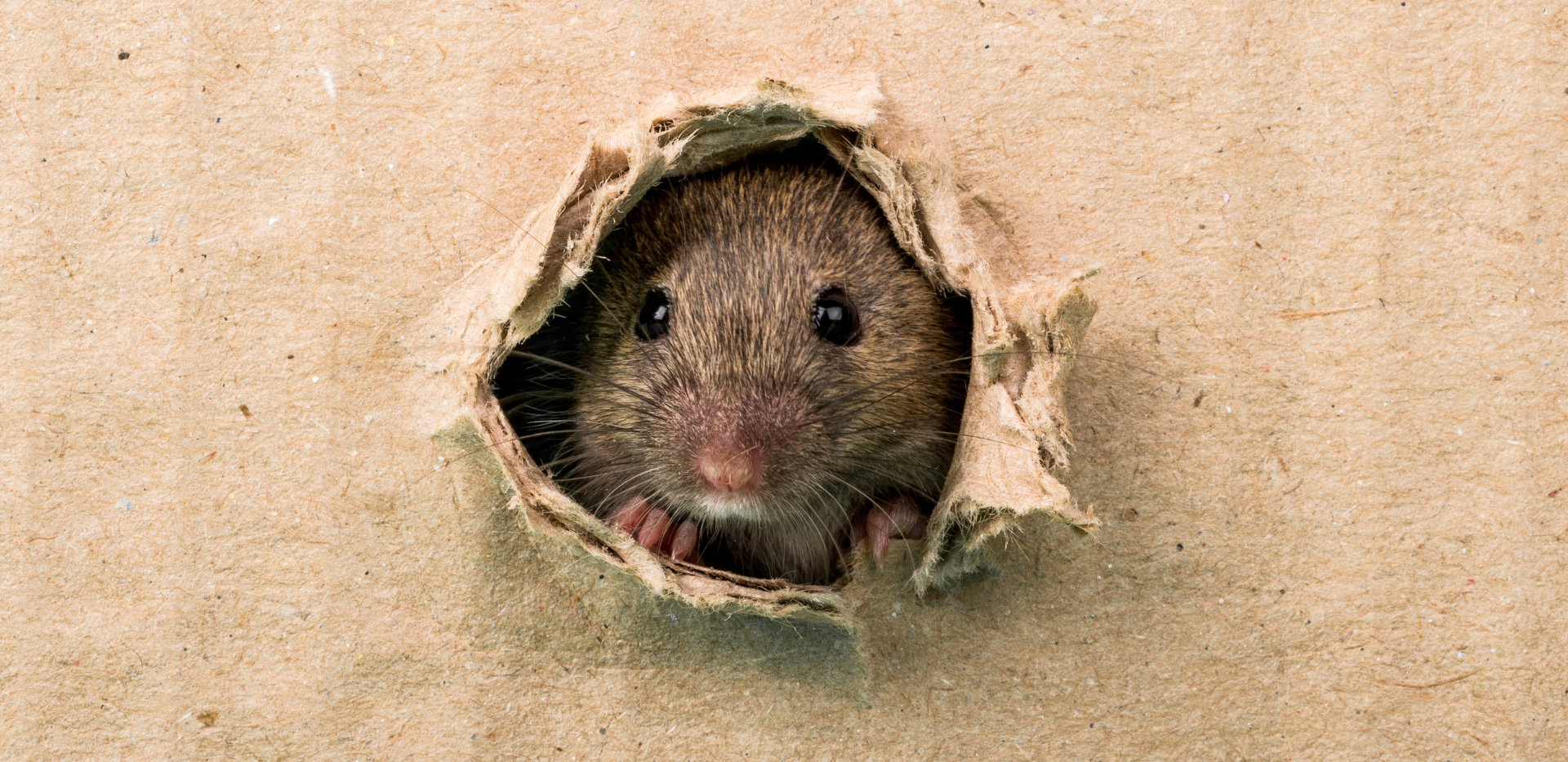 roedores, control de plagas, desratización
