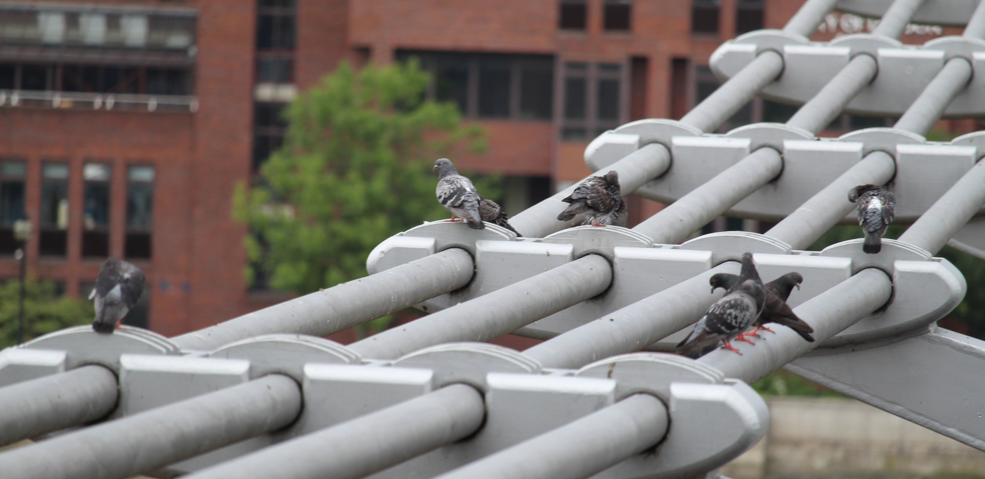 aves urbanas, palomas, control de aves