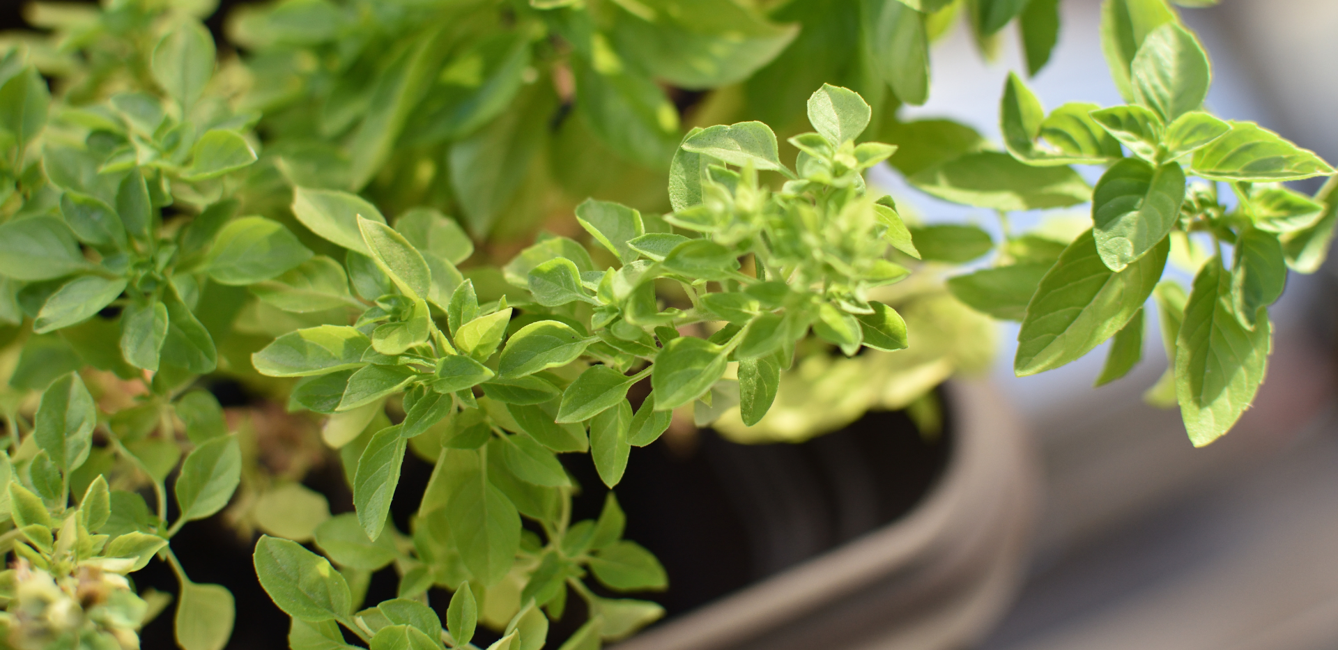 higiene mediombiental