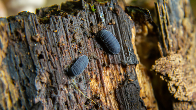 Tratamientos para la madera